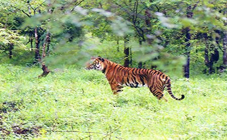 3-Bhadra-Wildlife-Sanctuary